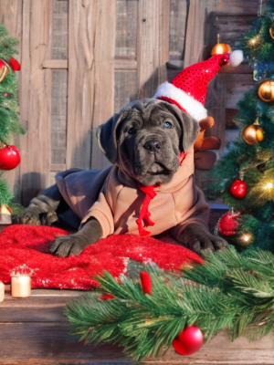 Les chiots de Cane Corso