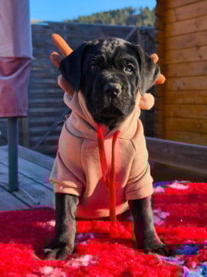 Les chiots de Cane Corso