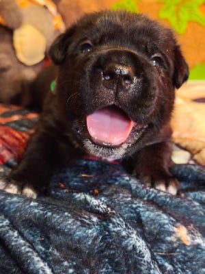 Les chiots de Cane Corso