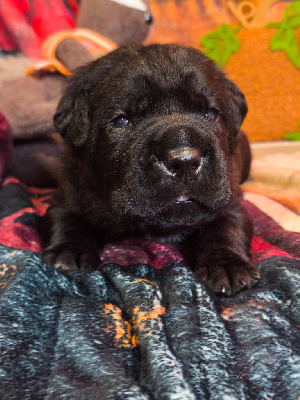 Les chiots de Cane Corso