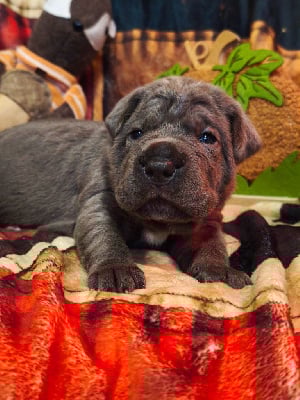 Les chiots de Cane Corso