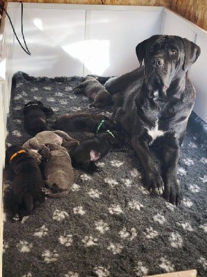 Cane Corso - Des Terres De La Meouge