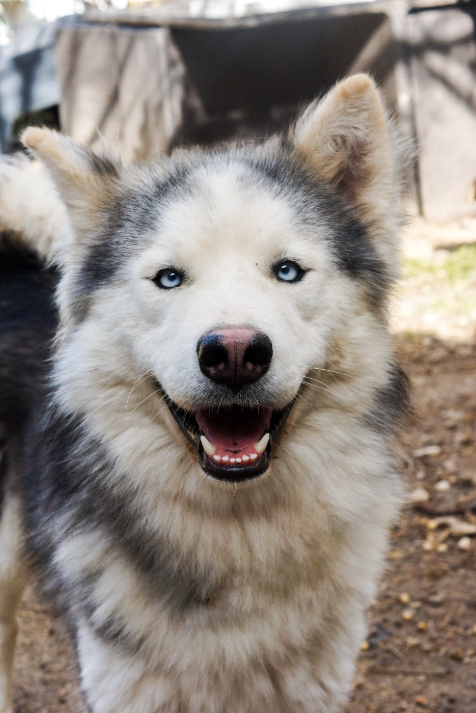 Winter Never Dies Une longue nuit d automne