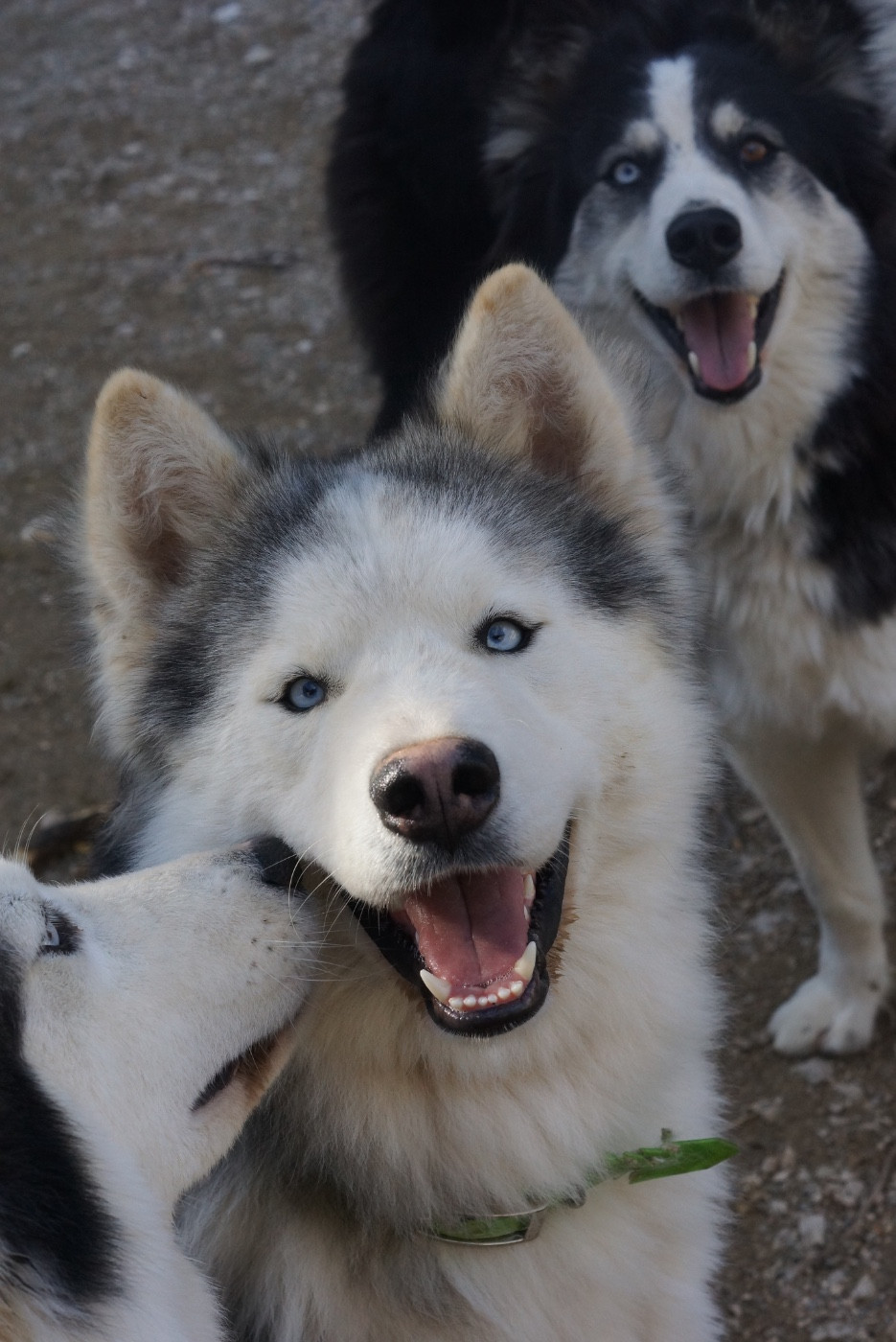 Winter Never Dies Une longue nuit d automne