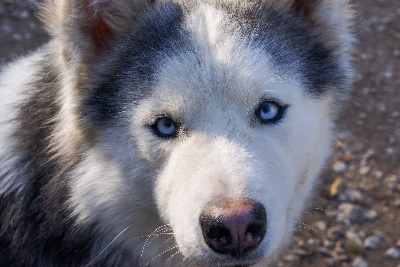 Winter Never Dies Une longue nuit d automne