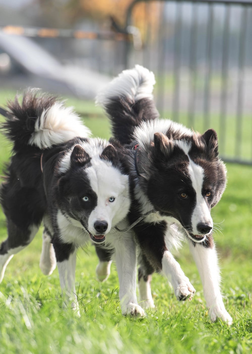 CH. Winter Never Dies Une avalanche d amour