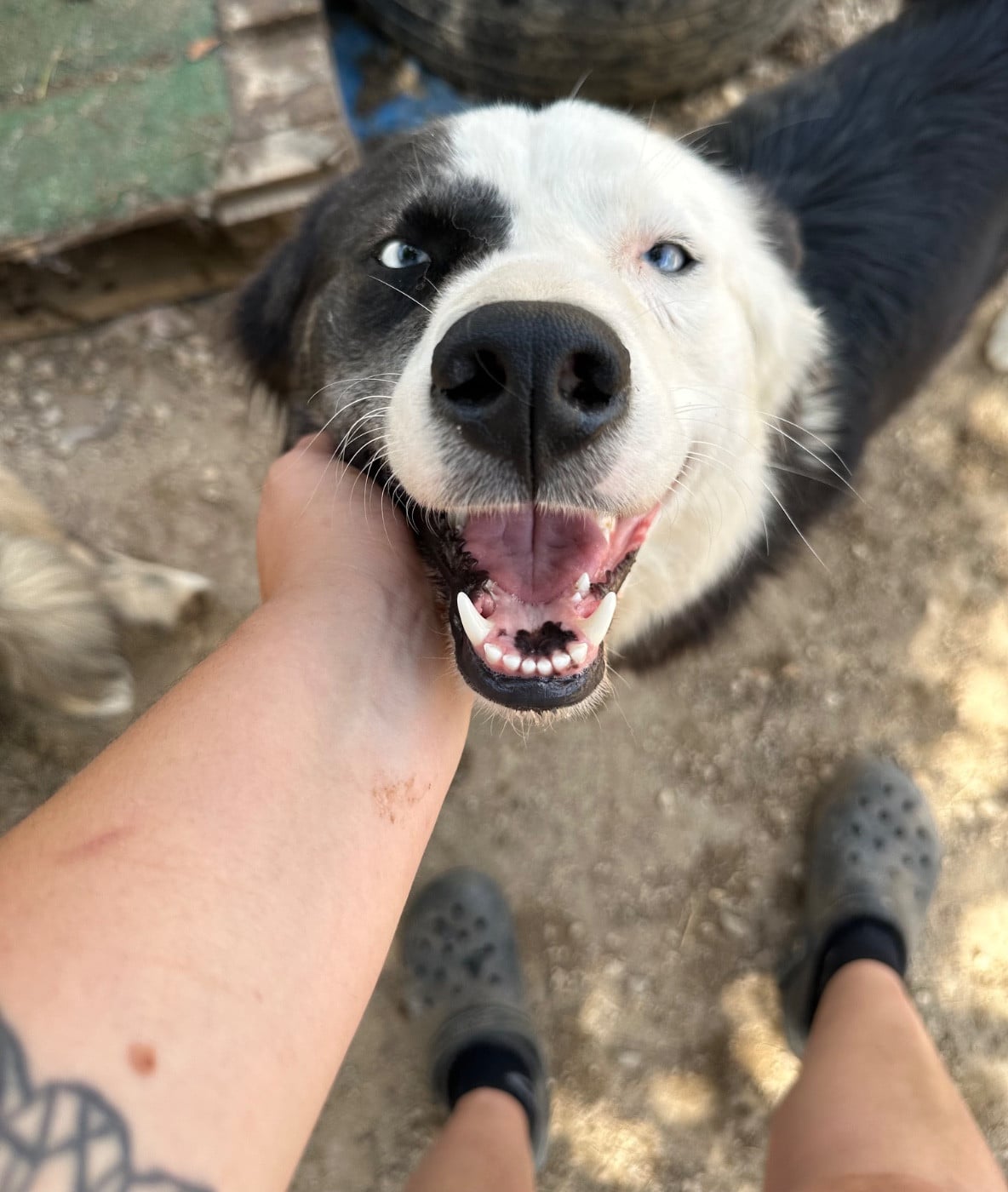 CH. Winter Never Dies Une avalanche d amour