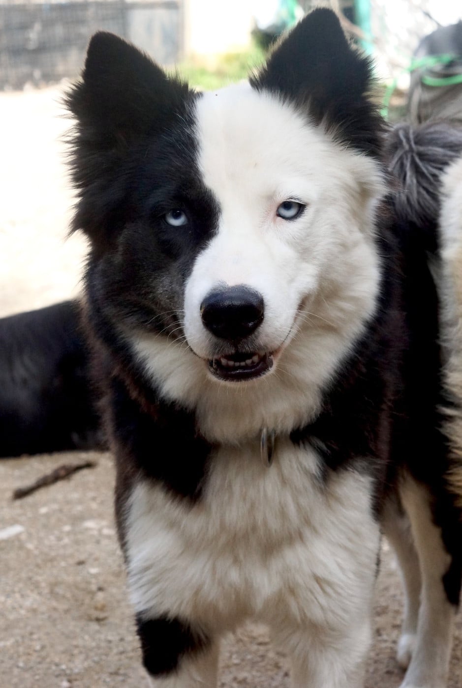 CH. Winter Never Dies Une avalanche d amour