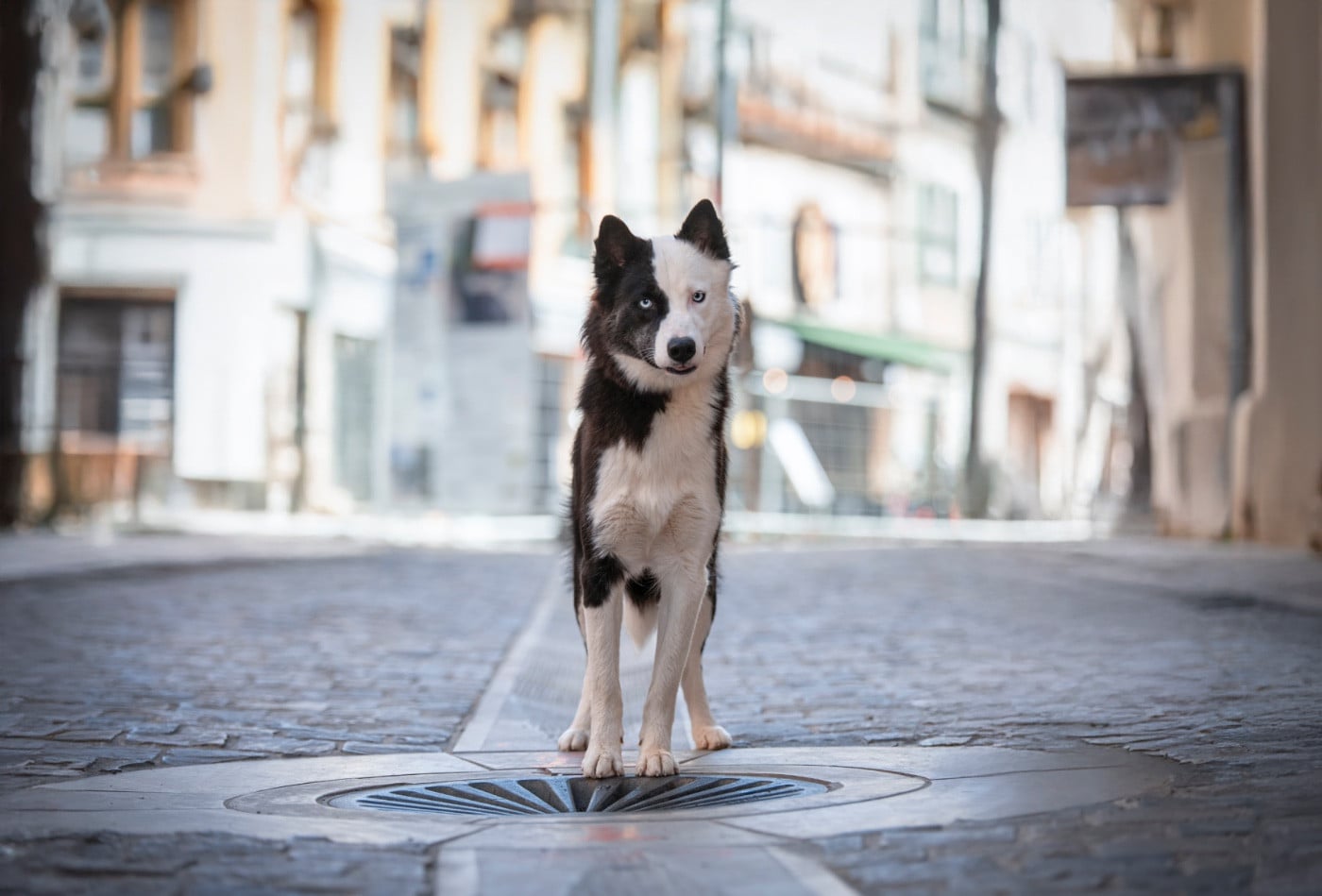 CH. Winter Never Dies Une avalanche d amour