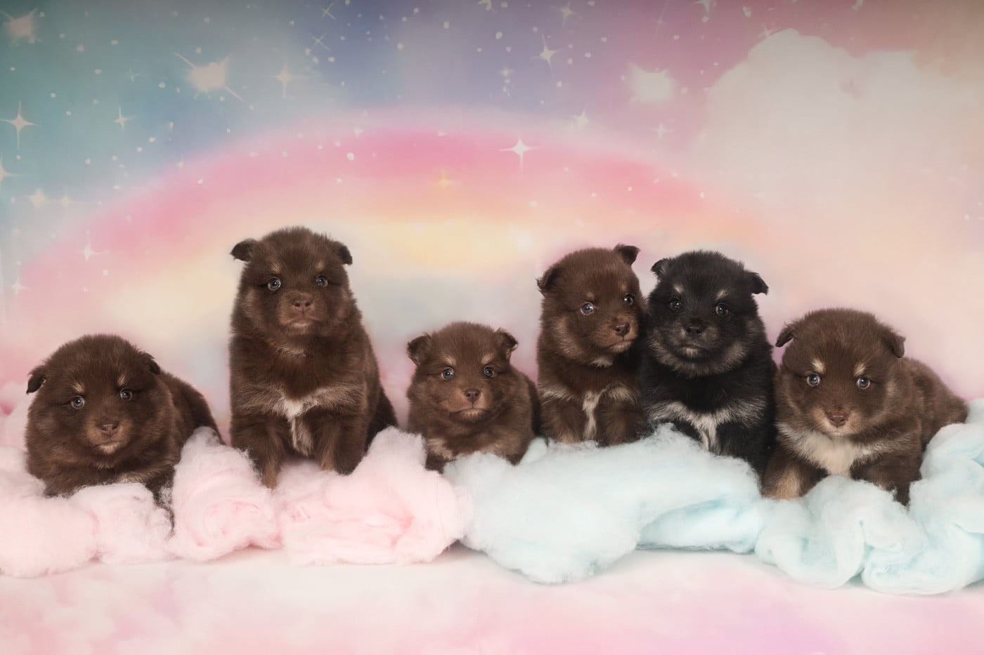 Chien finnois de Laponie - Winter Never Dies