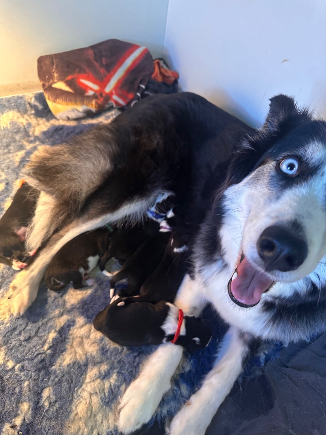 Laika de iakoutie - Winter Never Dies