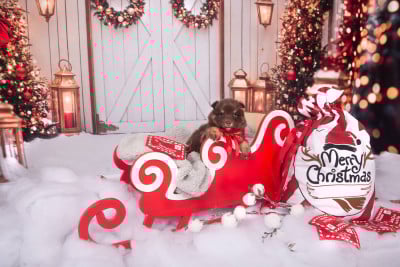 Les chiots de Chien finnois de Laponie