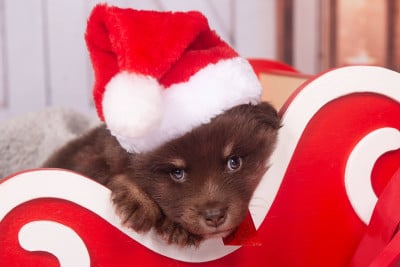 Les chiots de Chien finnois de Laponie