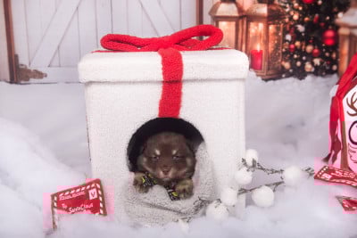 Les chiots de Chien finnois de Laponie