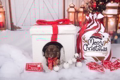 Les chiots de Chien finnois de Laponie