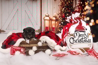 Les chiots de Chien finnois de Laponie