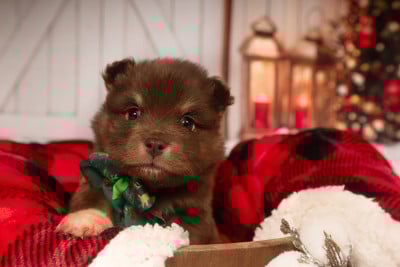 Les chiots de Chien finnois de Laponie