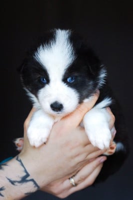 Les chiots de Laika de iakoutie