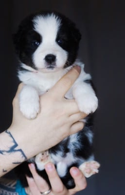 Les chiots de Laika de iakoutie