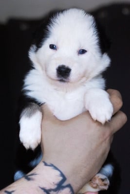 Les chiots de Laika de iakoutie