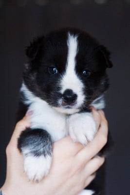 Les chiots de Laika de iakoutie
