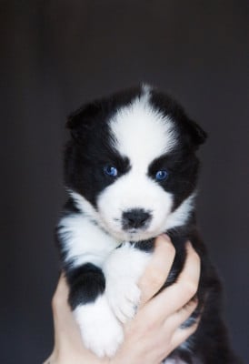 Les chiots de Laika de iakoutie