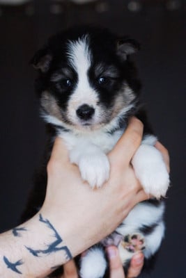 Les chiots de Laika de iakoutie