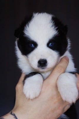 Les chiots de Laika de iakoutie