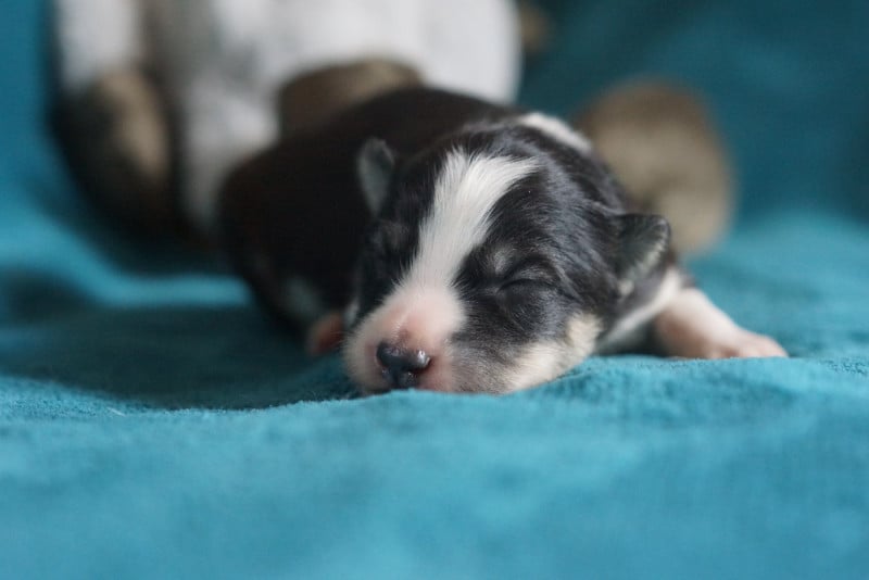 Laika de iakoutie - Winter Never Dies