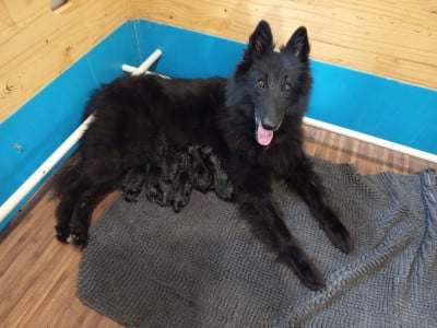 Chiot N°4 - Berger Belge