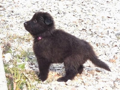 Les chiots de Berger Belge