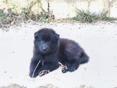 Les chiots de Berger Belge