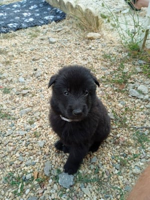 Les chiots de Berger Belge