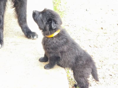 Les chiots de Berger Belge