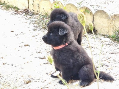 Les chiots de Berger Belge
