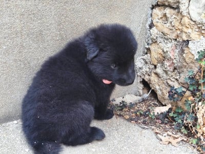 Les chiots de Berger Belge