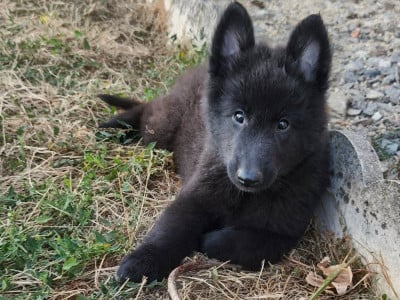 Les chiots de Berger Belge