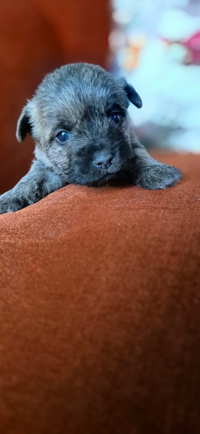 CHIOT 5 - Cairn Terrier