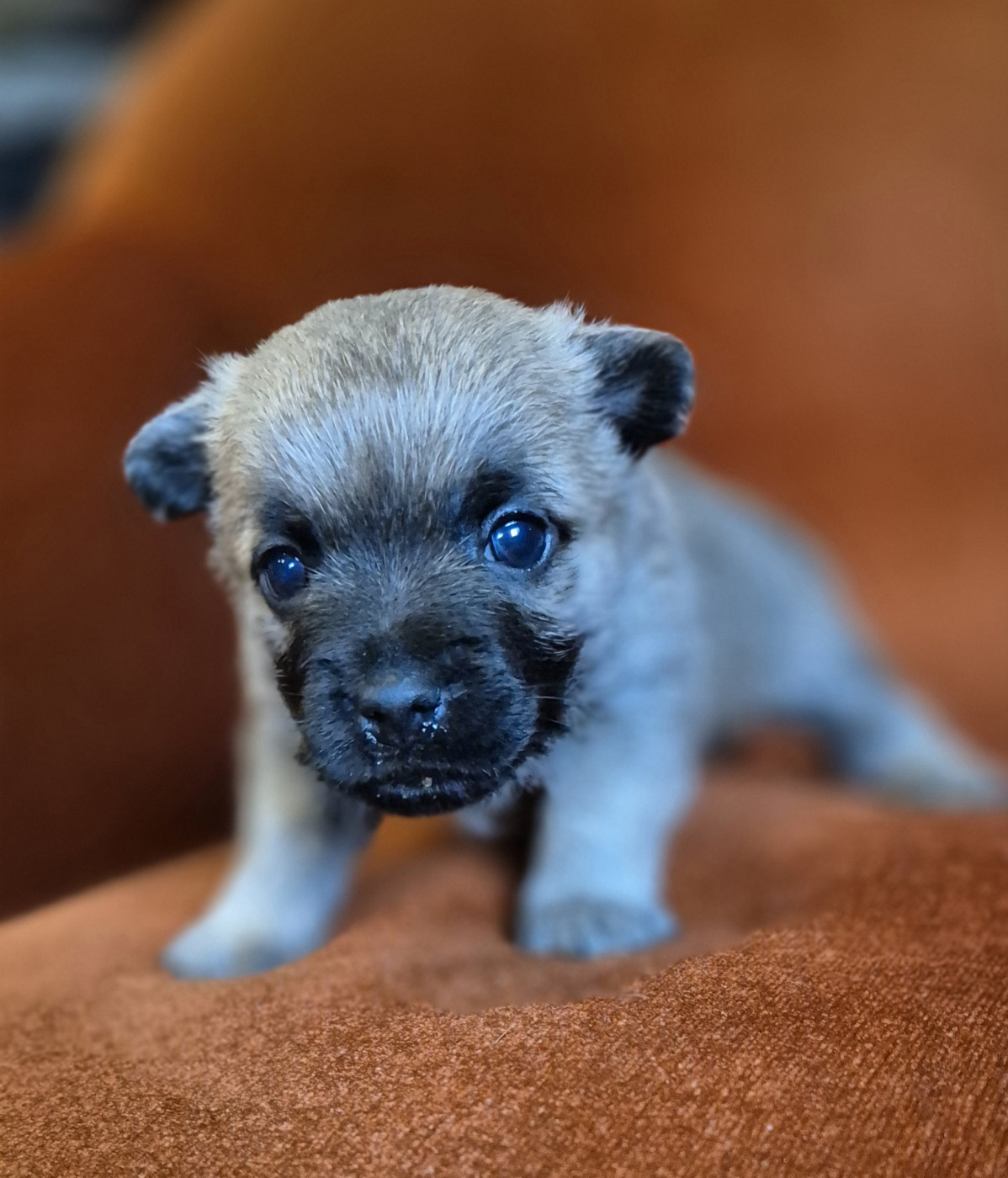 Chiot N°2 - Cairn Terrier