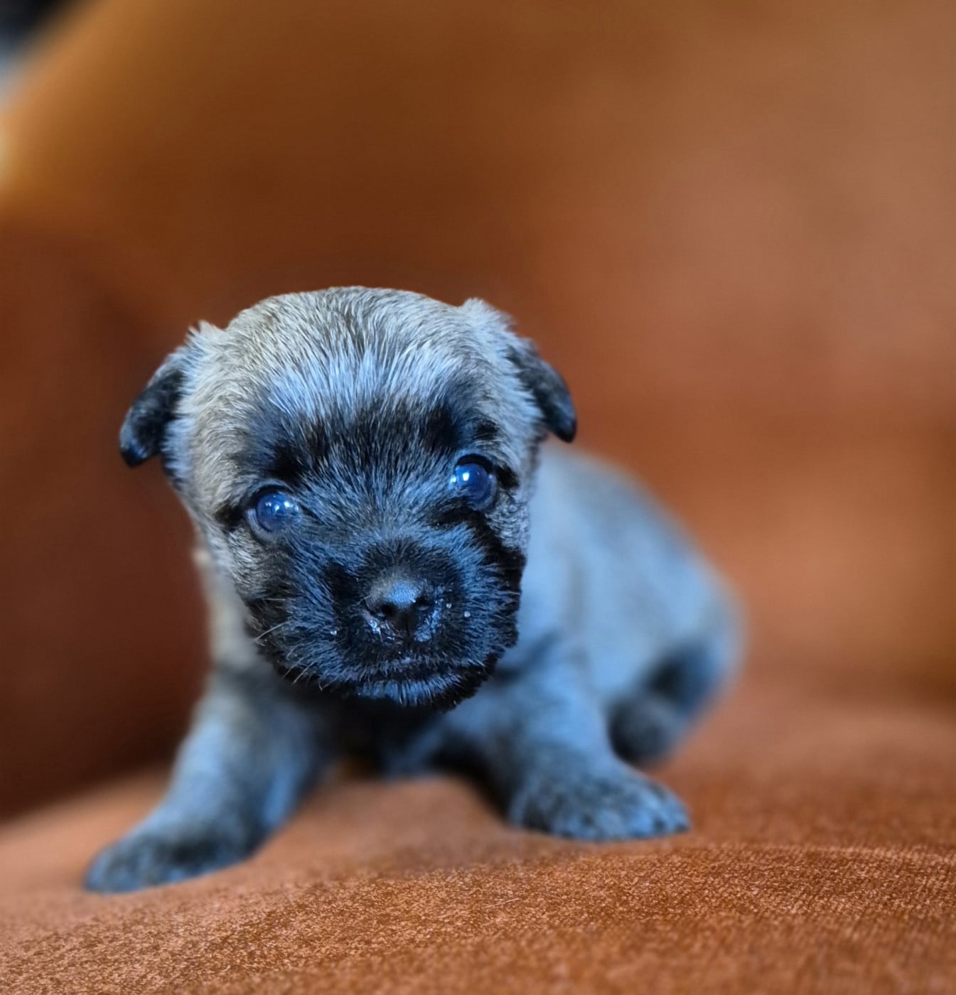 Chiot N°3 - Cairn Terrier