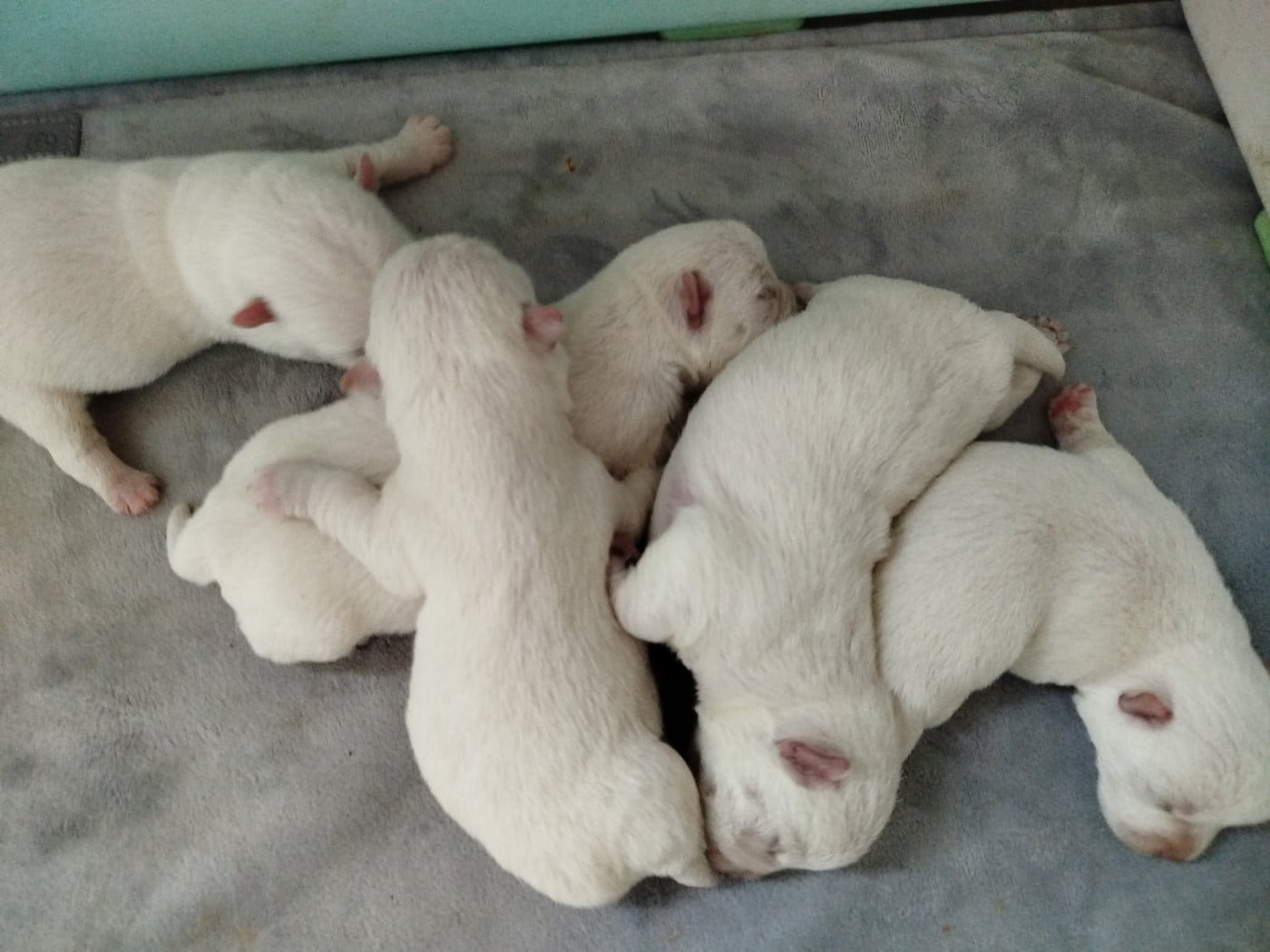 Chiot N°1 - West Highland White Terrier