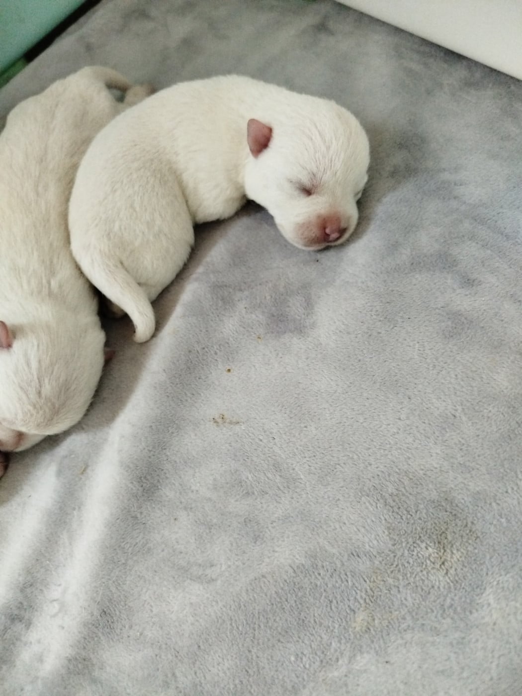 Chiot N°2 - West Highland White Terrier