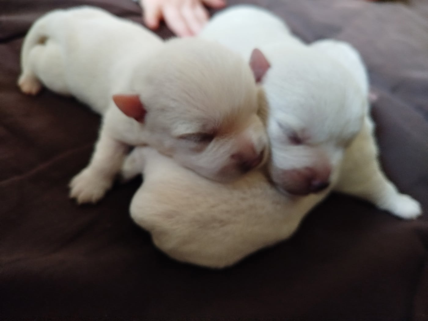 Chiot N°3 - West Highland White Terrier