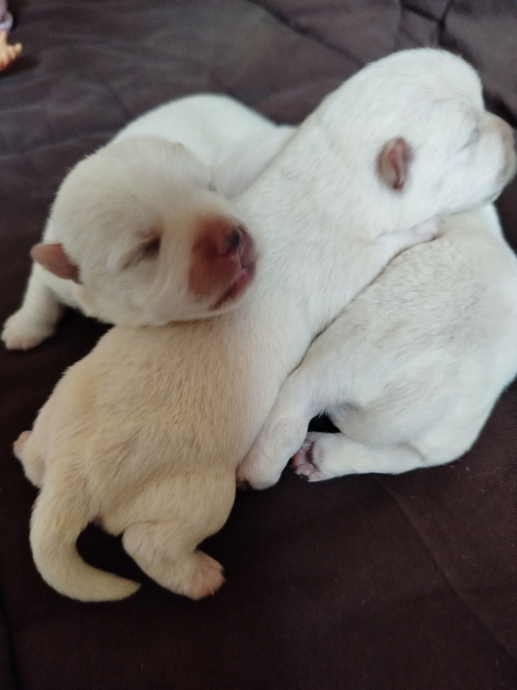 Chiot N°4 - West Highland White Terrier