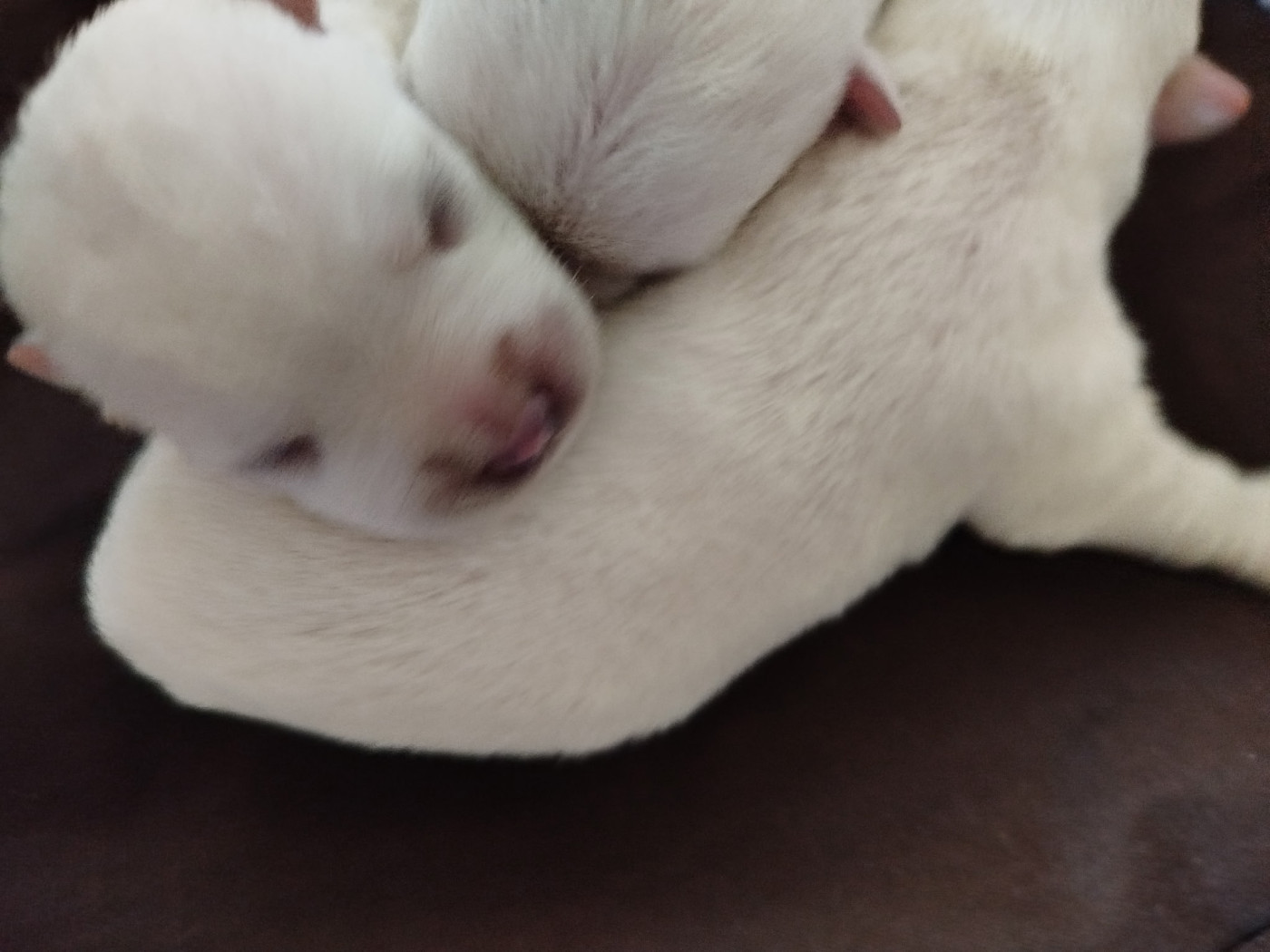 Chiot N°5 - West Highland White Terrier