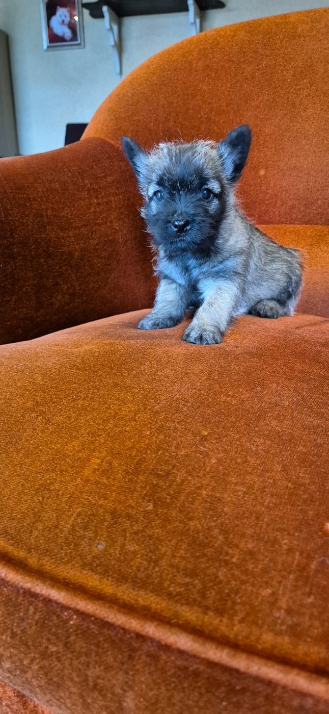 Cairn Terrier - De La Bergerie Warren