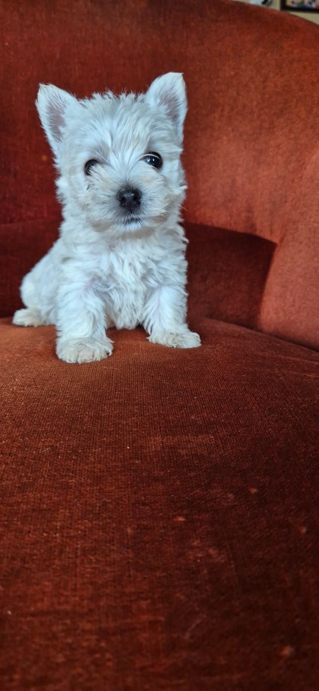Chiot N°2 - West Highland White Terrier