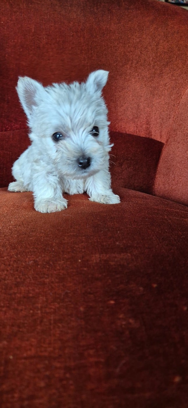 Chiot N°5 - West Highland White Terrier