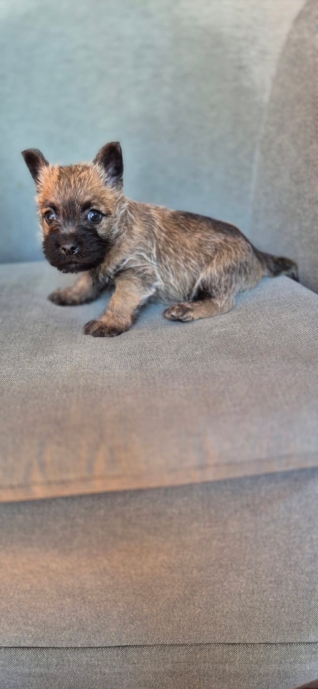 Chiot N°1 - Cairn Terrier