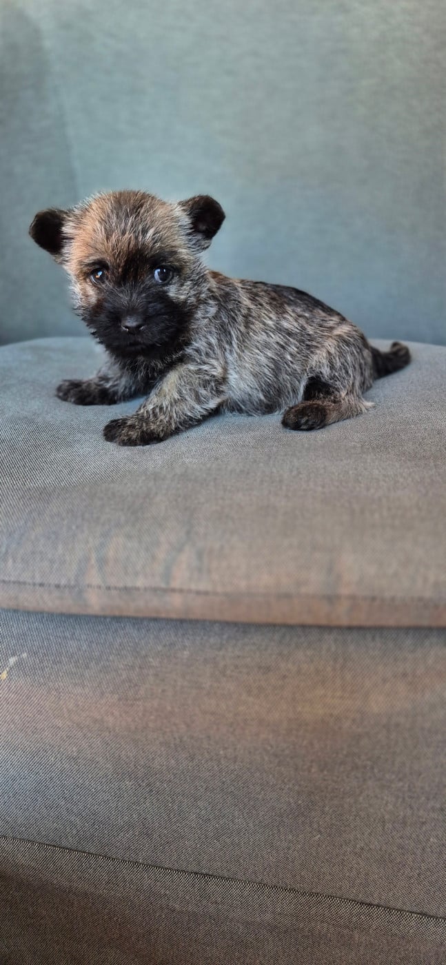 Chiot N°4 - Cairn Terrier
